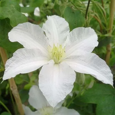 Клематис Huldine фото