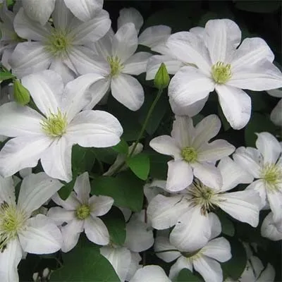 Клематис Huldine фото