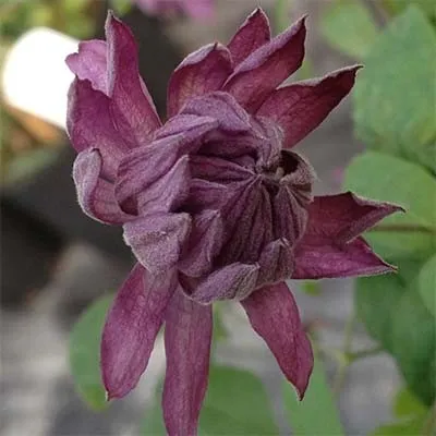 Клематис Mary Rose фото