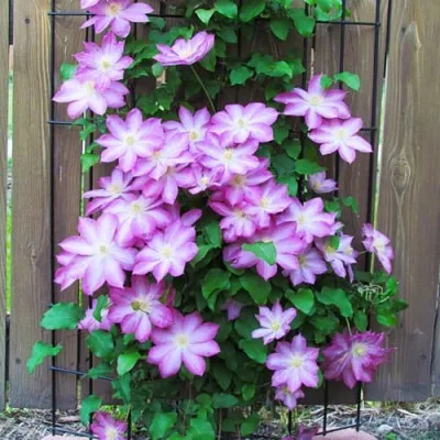 Клематис Morning Star фото