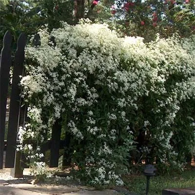Клематис Terniflora фото