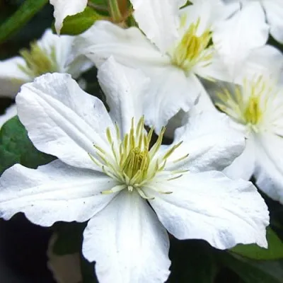 Клематис White Arabella фото