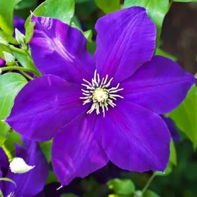 Клематис Jackmanii фото