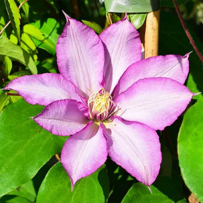 Клематис Morning Star фото