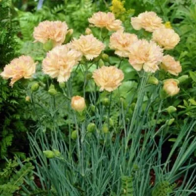 Гвоздика Devon Cream фото