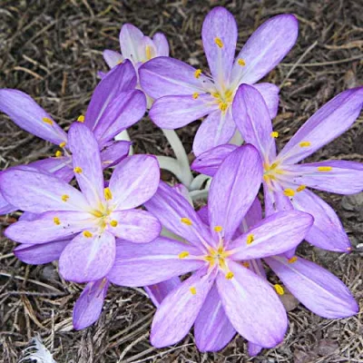 Безвременник (Кольчикум) Cilicicum Purpureum фото