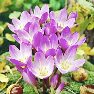 Безвременник (Кольчикум) Speciosum фото