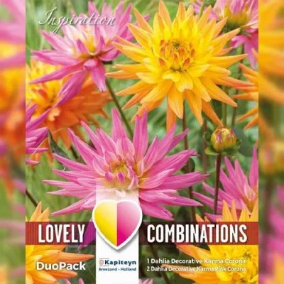 Комбо георгина декоративная Karma Pink & Orange (Брендовые луковицы KAPITEYN®) фото