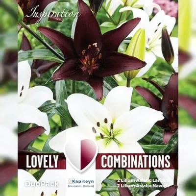 Комбо Лилия Азиатская White & Black (Брендовые луковицы KAPITEYN®) фото