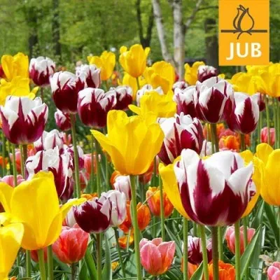 Микс ландшафтный Complimentary Colours (Брендовые луковицы Jub Holland) фото