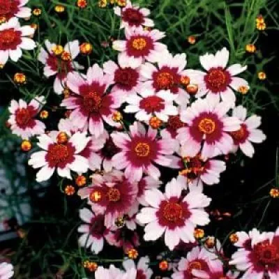 Кореопсис Sweet Dreams фото