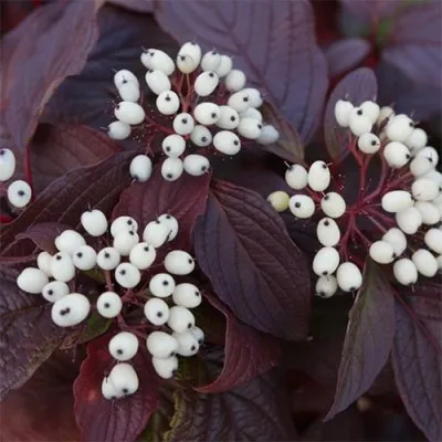 Кизил Siberian Pearles фото