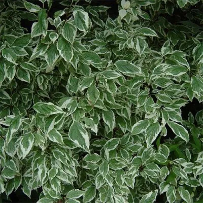 Кизил Sibirica Variegata фото