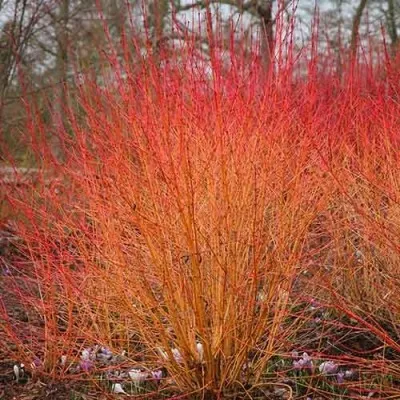 Кизил Midwinter Fire фото