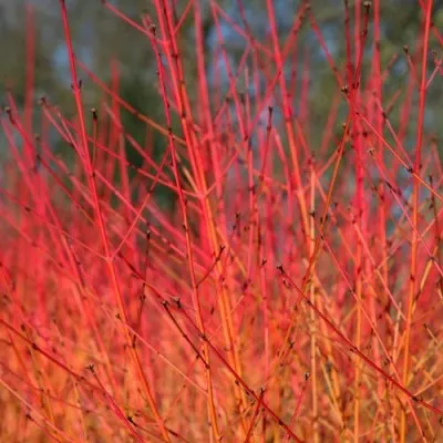 Кизил Midwinter Fire фото