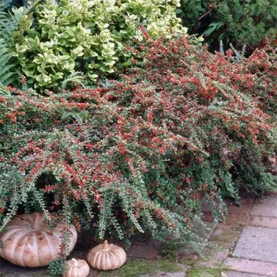 Кизильник Radicans Major фото