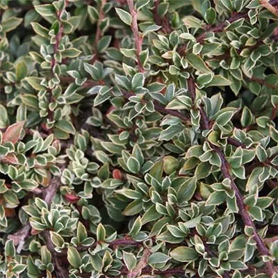 Кизильник Variegatus фото