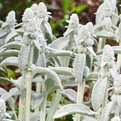 Стахис Cotton Ball фото