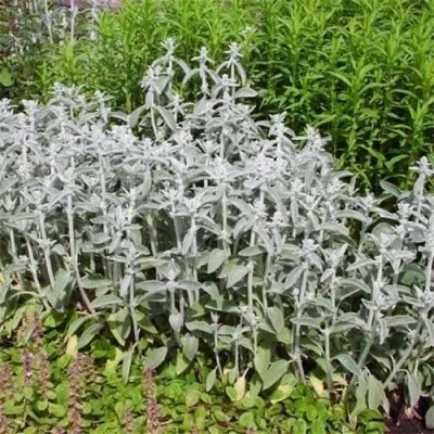 Стахис Cotton Ball фото