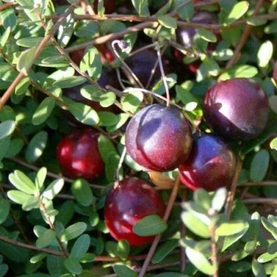 Клюква Early Black фото