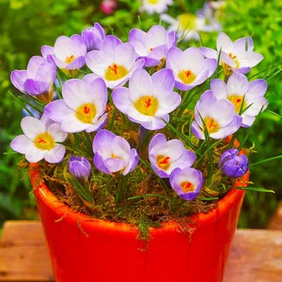 Крокус Blue Pearl фото