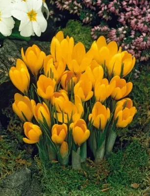 Крокус Yellow Giant 100 фото