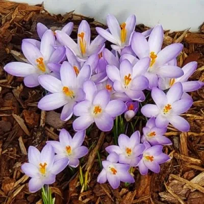 Крокус Kotschyanus фото