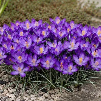 Крокуc Whitewell Purple фото