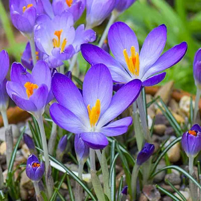 Крокуc Whitewell Purple (акционный) фото
