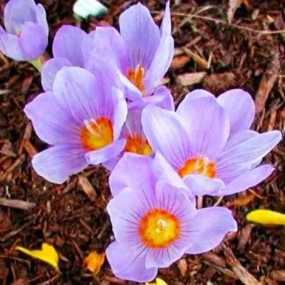 Крокус Kotschyanus фото