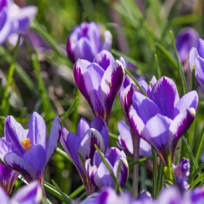 Крокус Spring Beauty фото