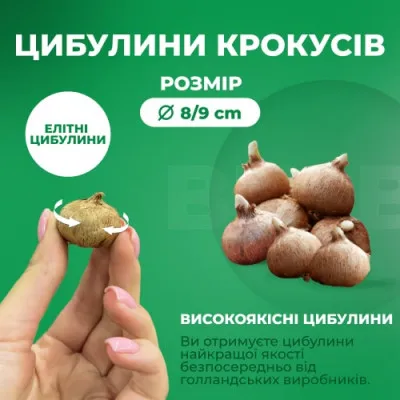 Шоубокс Крокусы Крупноцветковые фото