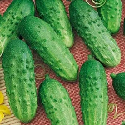 Огурец Кустовой фото