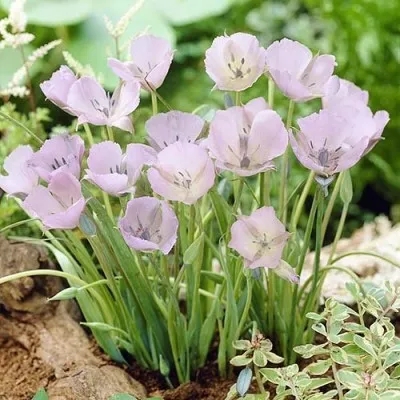 Калохортус Cupido фото