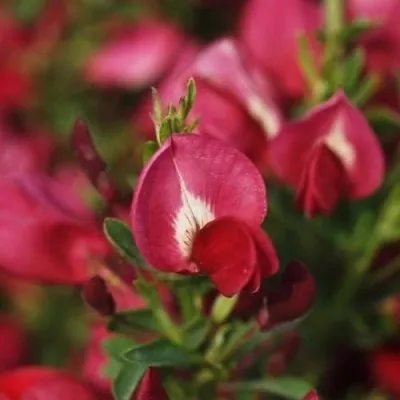Ракитник Boskoop Ruby фото