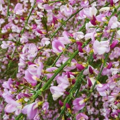 Ракитник Moyclare Pink фото