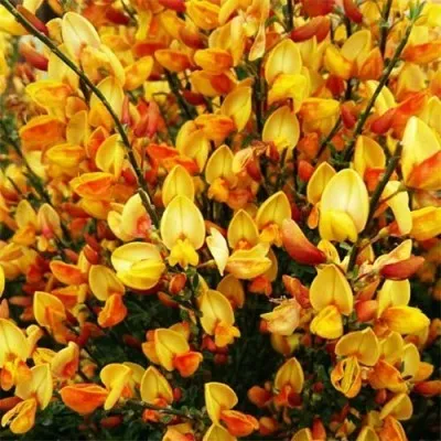Ракитник Apricot Gem фото