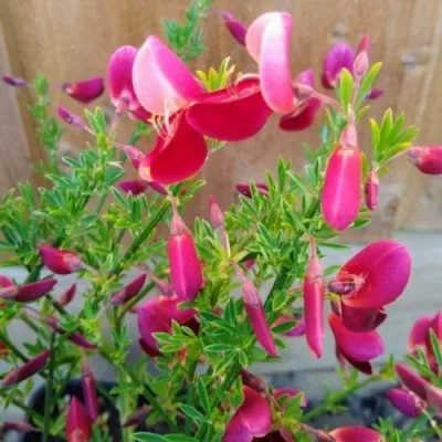 Ракитник Johnson's Crimson фото