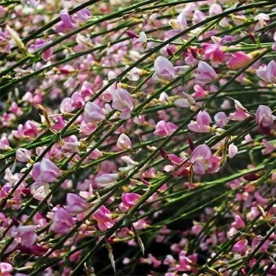 Ракитник Moyclare Pink фото