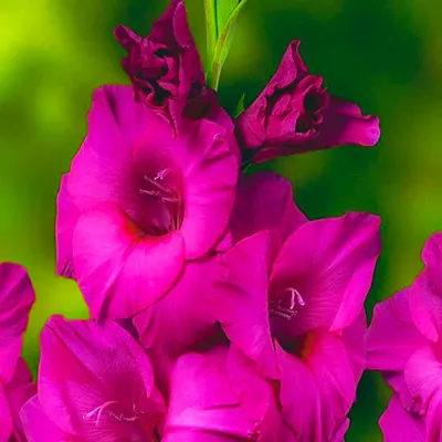Гладиолус Fidelio фото