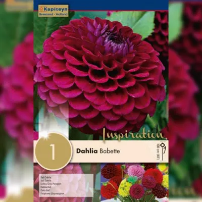 Георгина Babette (Брендовые луковицы KAPITEYN®) фото