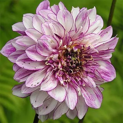 Георгина Brindisii фото