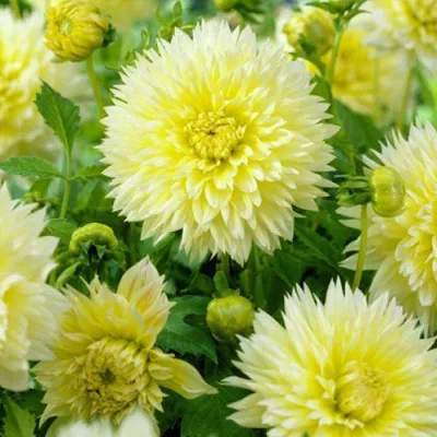 Георгина Canary Fubuki фото