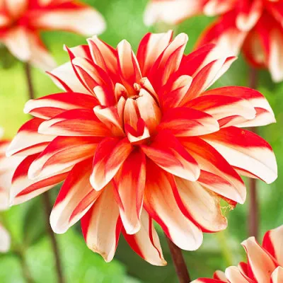 Георгина Dynamite фото