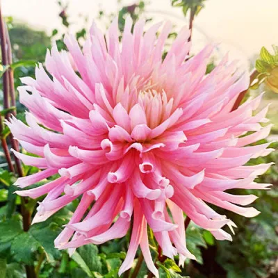 Георгина Hollyhil Cotton Candy фото