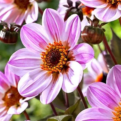 Георгина HS Princess фото