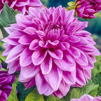 Георгина Lilac Time фото