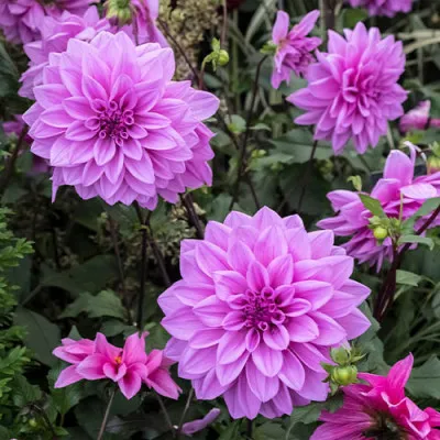 Георгина Lilac Time фото