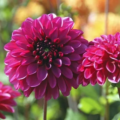 Георгина Lilac Bull фото