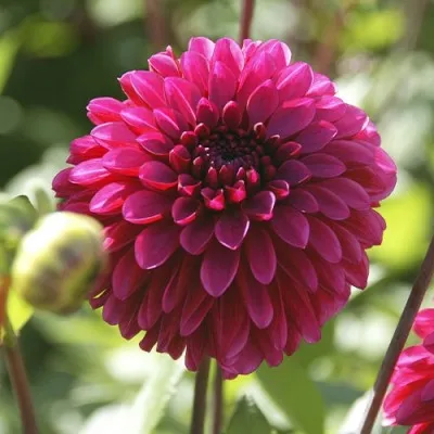 Георгина Lilac Bull фото